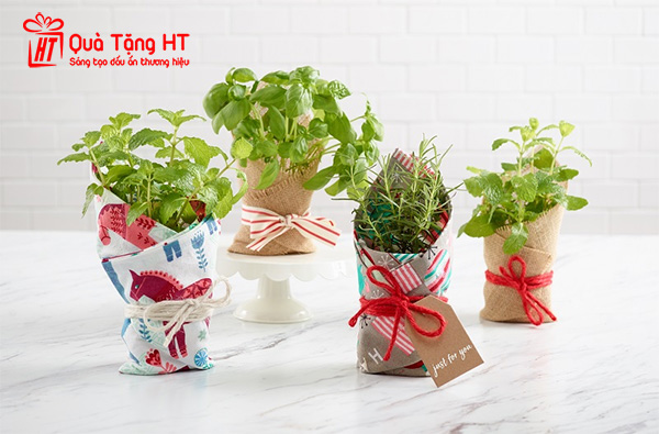 Cây cảnh để bàn làm quà tặng nhân viên mới