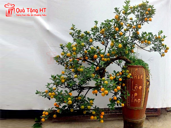 Cây cảnh ngày tết
